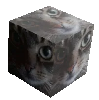 The madzia cube: madzia the cat on every side of a turning cube