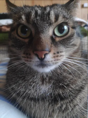 A tabby cat staring straight into the camera